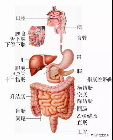 肠道位置图片 结构图图片